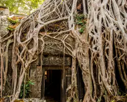 10 Intriguing Facts about Banyan Trees