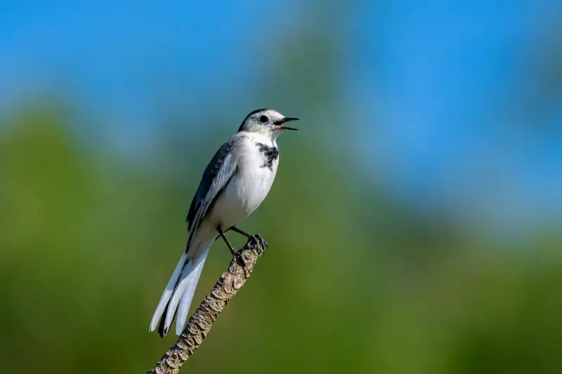 Black-backed Wagtail