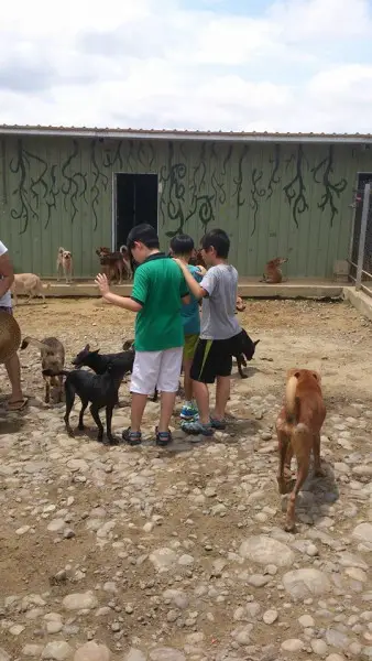 Best Language Center visits Gou Gou Shan dog shelter, in Wufeng, Taichung, Taiwan