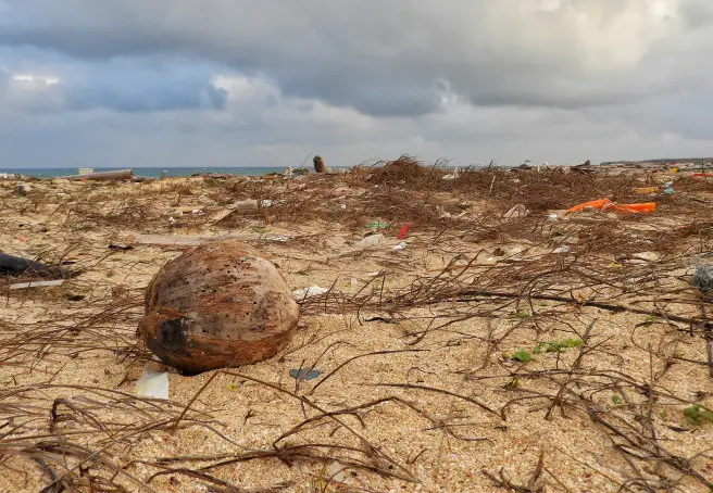 The loneliest coconut in Penghu. 